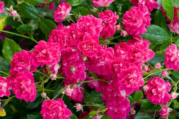 超级埃克塞尔萨 超级埃克塞尔萨