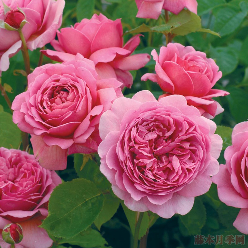 亚历山德拉公主 亚历山德拉肯特公主Princess Alexandra of Kent
