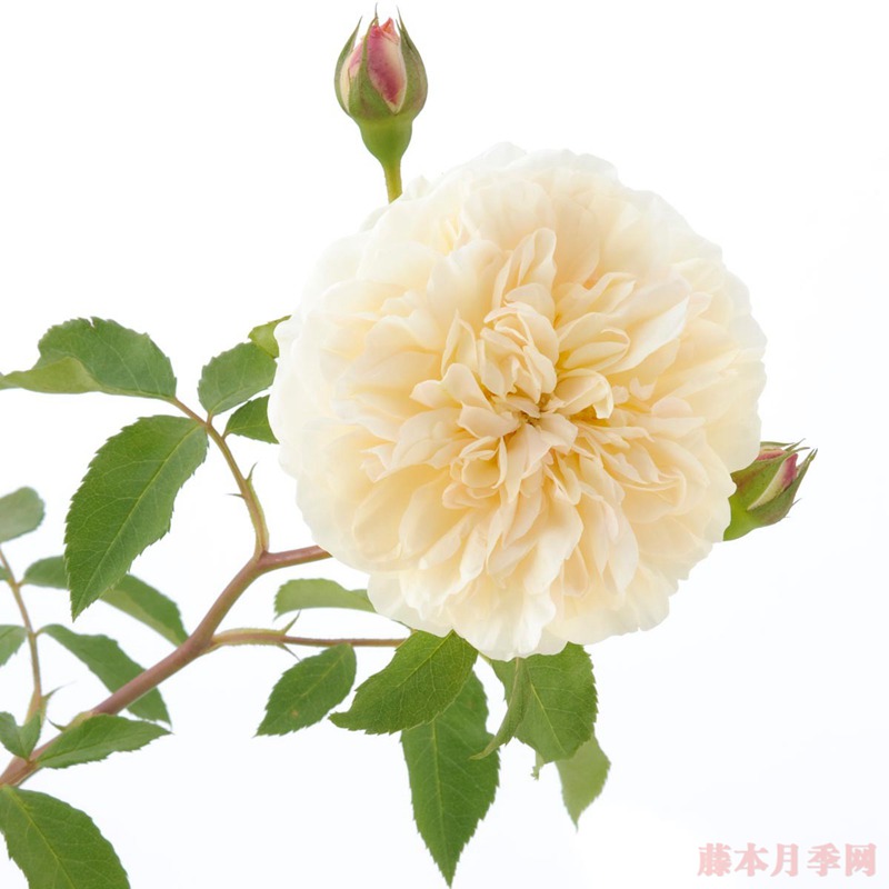 利奇菲尔德天使 利奇菲尔德天使Lichfield Angel