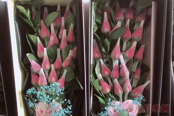 玫瑰花网套什么时候套,怎么套? 玫瑰花网套什么时候套,怎么套?