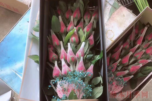 玫瑰花网套什么时候套,怎么套? 玫瑰花网套什么时候套,怎么套?
