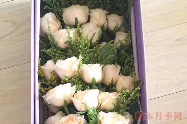 玫瑰花网套什么时候套,怎么套? 玫瑰花网套什么时候套,怎么套?