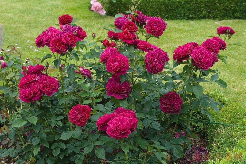 达西布塞尔 达西布塞尔 Darcey Bussell