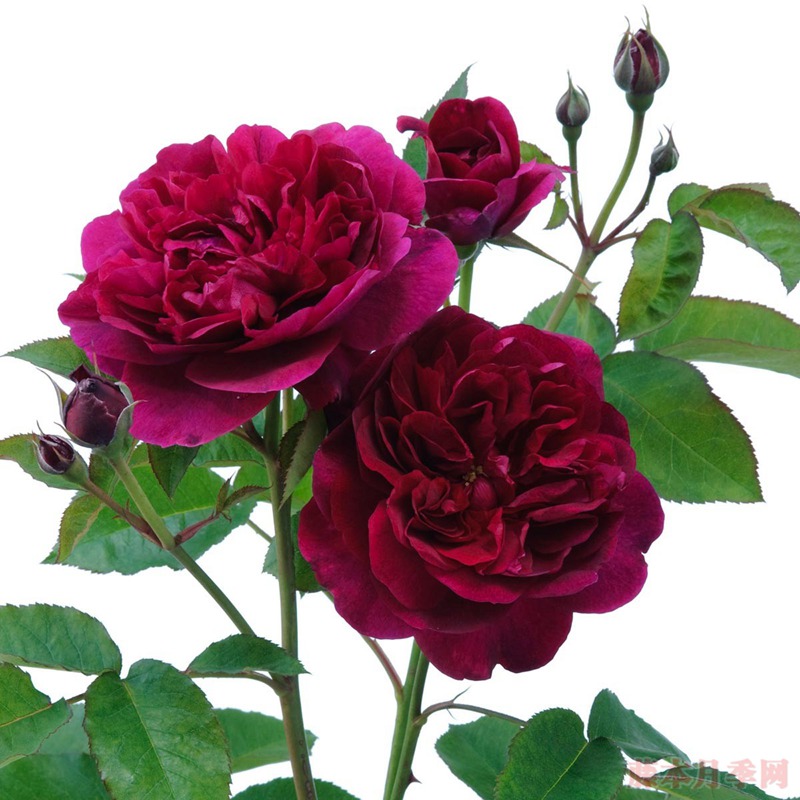 达西布塞尔 达西布塞尔 Darcey Bussell