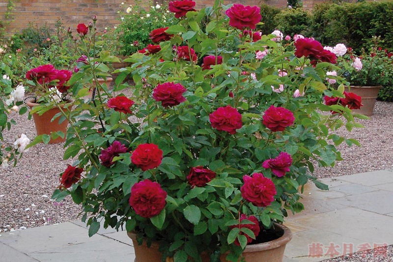 达西布塞尔 达西布塞尔 Darcey Bussell