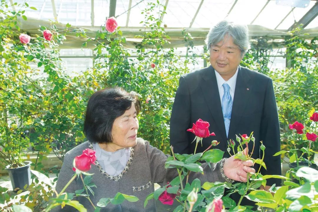 河本纯子|40年孕育出40款新月季的女性育种家 河本纯子|40年孕育出40款新月季的女性育种家