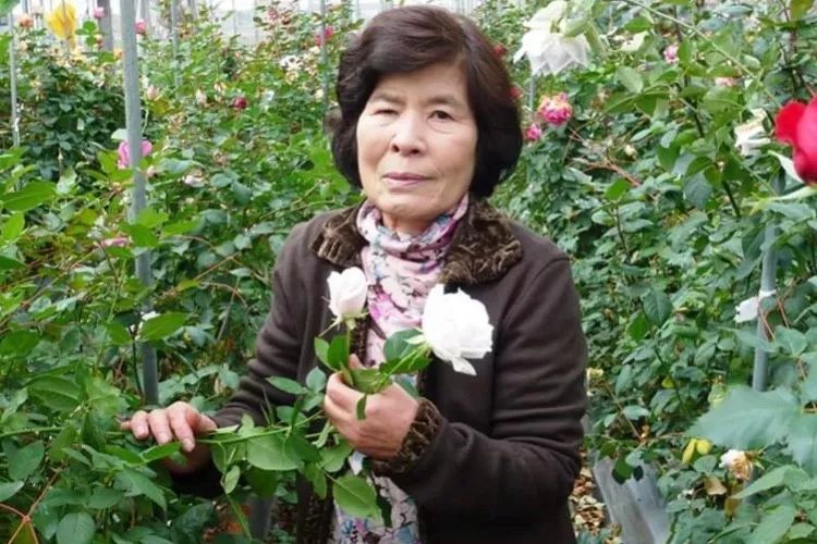 河本纯子|40年孕育出40款新月季的女性育种家 河本纯子|40年孕育出40款新月季的女性育种家