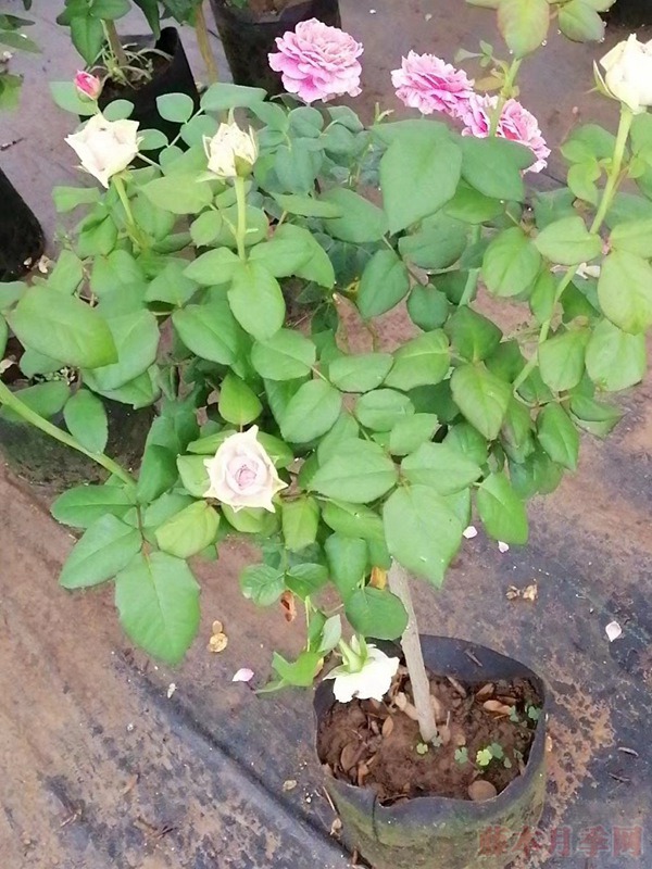 棒棒糖树月季 棒棒糖树月季