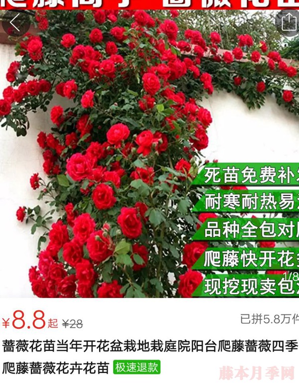 月季小白购买种植初体验 月季小白购买种植初体验