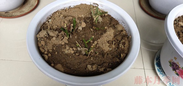 月季小白购买种植初体验 月季小白购买种植初体验