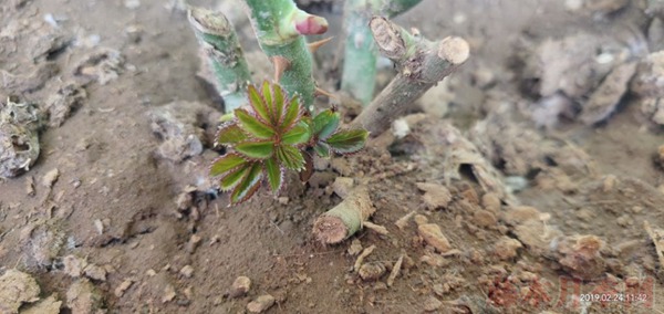月季小白购买种植初体验 月季小白购买种植初体验