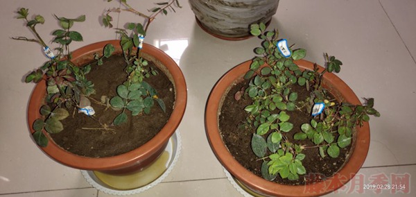 月季小白购买种植初体验 月季小白购买种植初体验