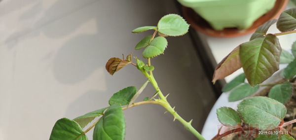 月季小白购买种植初体验(二)——牙签苗种植 月季小白购买种植初体验(二)——牙签苗种植