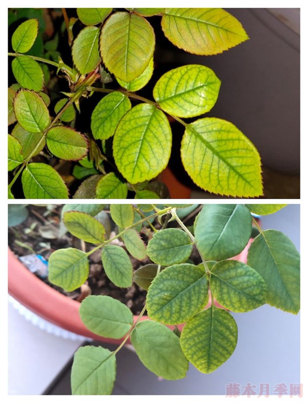 月季小白购买种植初体验(二)——牙签苗种植 月季小白购买种植初体验(二)——牙签苗种植