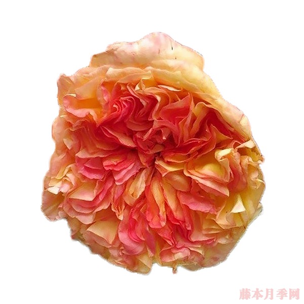 橘子酱 橘子酱Henri Delbard