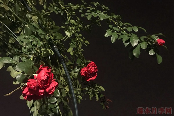佛罗伦萨 佛罗伦萨(佛罗伦蒂娜)Florentina