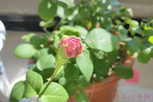 月季小白购买种植初体验(二)——初花不对版 月季小白购买种植初体验(二)——初花不对版