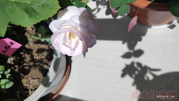 月季小白购买种植初体验(二)——初花不对版 月季小白购买种植初体验(二)——初花不对版