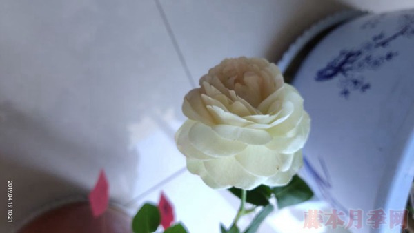 月季小白购买种植初体验(二)——初花不对版 月季小白购买种植初体验(二)——初花不对版