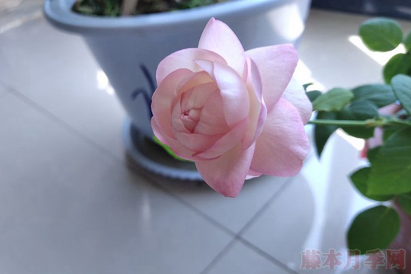 月季小白购买种植初体验(二)——初花不对版 月季小白购买种植初体验(二)——初花不对版