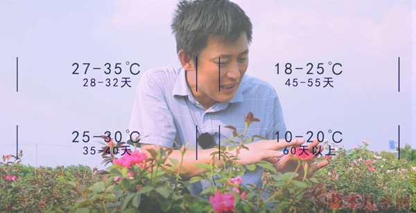 种月季要学会用修剪来控制开花时间 种月季要学会用修剪来控制开花时间