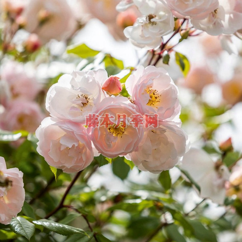 莱克夫人 莱克夫人