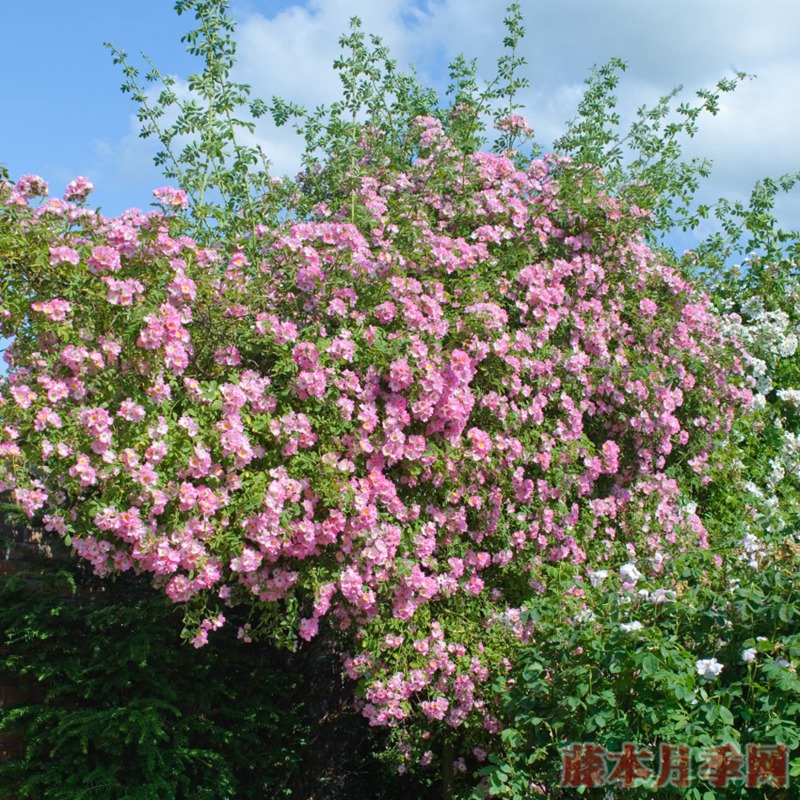 KEW RAMBLER KEW RAMBLER