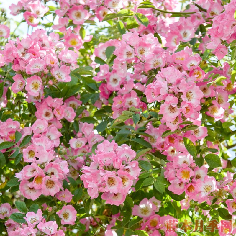 克佑·漫步者KEW RAMBLER 克佑·漫步者KEW RAMBLER