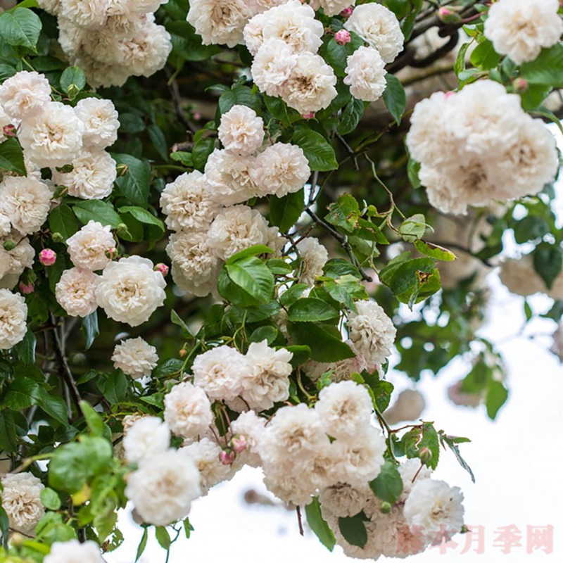 永恒的快乐 永恒的快乐
