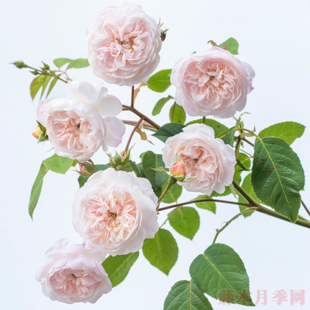 阿尔布莱顿 阿尔布莱顿