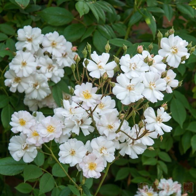 花环 花环