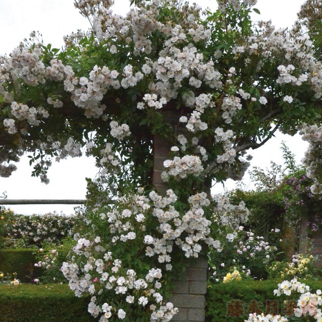花环 花环