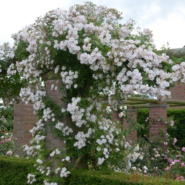花环 花环