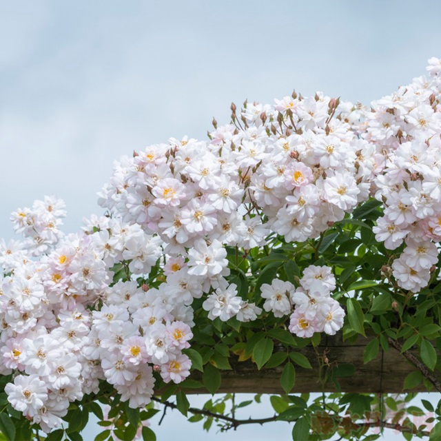 花环 花环