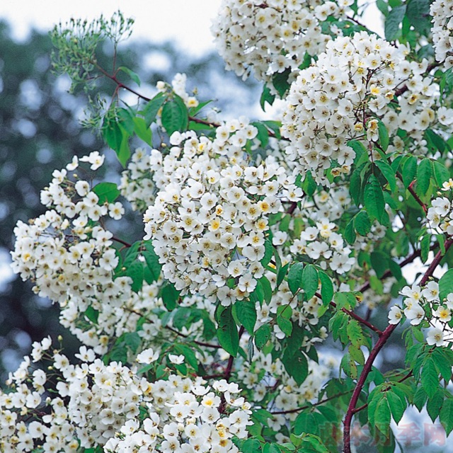 菲利普斯 菲利普斯