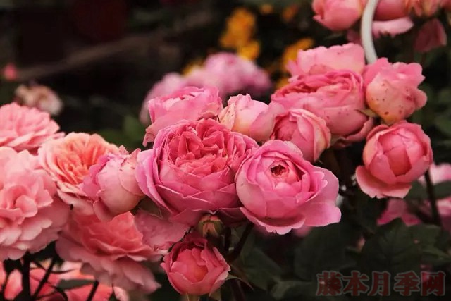 阿芒迪娜 阿芒迪娜香奈尔