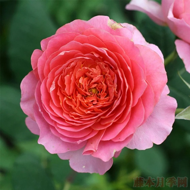 阿芒迪娜 阿芒迪娜香奈尔