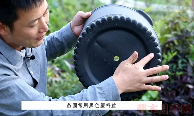 月季入手前必须了解的换盆小知识! 月季入手前必须了解的换盆小知识!