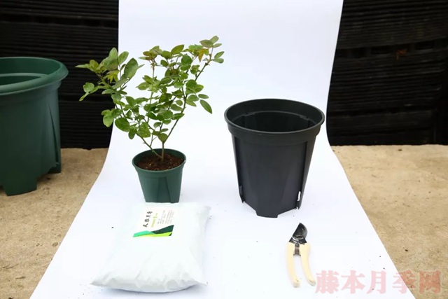 月季入手前必须了解的换盆小知识! 月季入手前必须了解的换盆小知识!