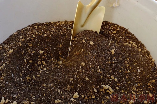 月季入手前必须了解的换盆小知识! 月季入手前必须了解的换盆小知识!