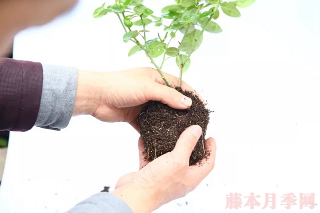 月季入手前必须了解的换盆小知识! 月季入手前必须了解的换盆小知识!