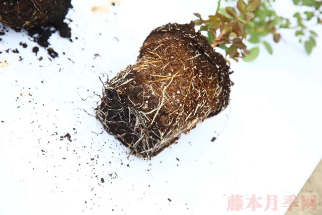 月季入手前必须了解的换盆小知识! 月季入手前必须了解的换盆小知识!