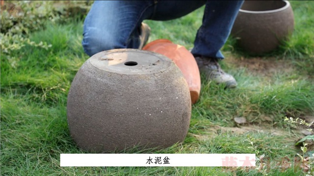 月季入手前必须了解的换盆小知识! 月季入手前必须了解的换盆小知识!