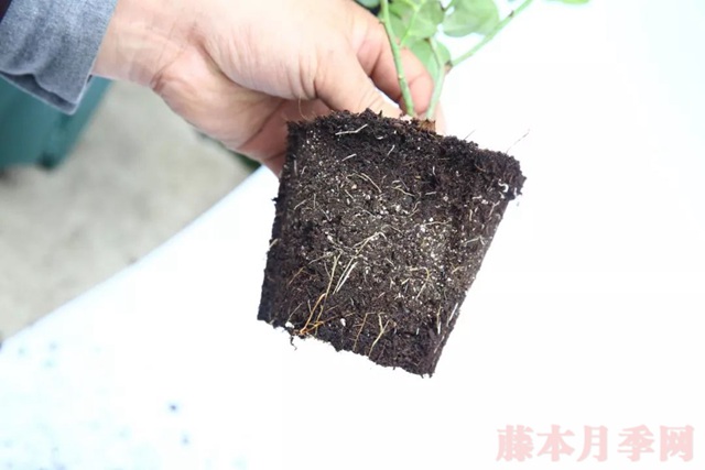月季入手前必须了解的换盆小知识! 月季入手前必须了解的换盆小知识!