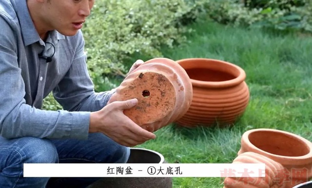 月季入手前必须了解的换盆小知识! 月季入手前必须了解的换盆小知识!