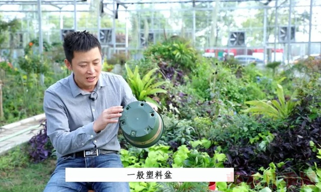 月季入手前必须了解的换盆小知识! 月季入手前必须了解的换盆小知识!