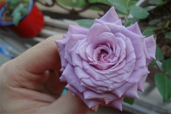 紫精灵 紫精灵Lavender Folies