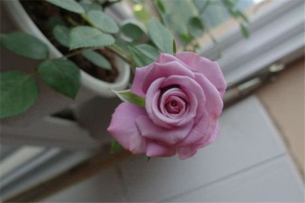 紫精灵 紫精灵Lavender Folies