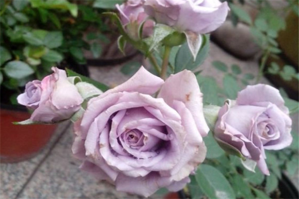 紫精灵 紫精灵Lavender Folies