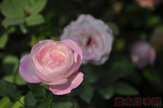 1567169718669216.jpg 草莓杏仁饼.jpg